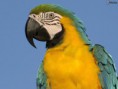 /album/fotogaleria/papagaj-148601-jpg/